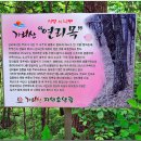 연리목