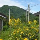 진동계곡마을 이미지