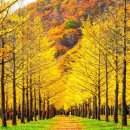 나무랑숲 이미지