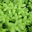 애플민트 이미지