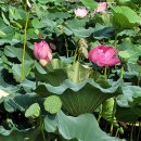 고구낚시터 이미지