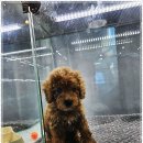 아담스펫 강아지분양 고양이분양 인천본점 이미지