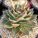 샐리가든 이미지