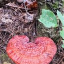 산골버섯 이미지