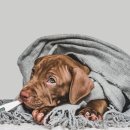 마인동물의료센터 이미지