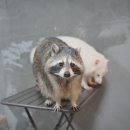 카페바라기 | 홍대 동물 카페 ‘쥬민센터’ 후기, 미어캣, 라쿤, 리트리버 귀여움