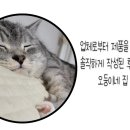 딜라잇펫 이미지