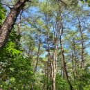 헌실교 옆 | 청송 신성계곡 녹색길 2023/08/03