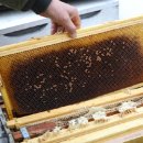 꿀벌 전국(全國)에서 사라졌다. 최소 77억 마리 실종(失踪) 이미지