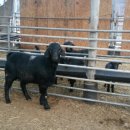 아기염소 이미지