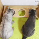 날라리 캣 이미지