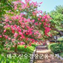 신숭겸장군유적지 | 대구 신숭겸장군유적지 배롱나무 명소 개화상황 주차장 정보 여름 가볼만한곳