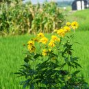 겹삼잎국화 Rudbeckia laciniata L. var. hortensia L.H.Bailey 이미지