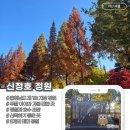 신정호수공원 횡단보도(주차장 건너편) | 은행나무길 포기하고 선택한 곳, 아산 신정호수공원... 가을 풍경이 반했다