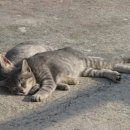 24시 나음동물의료센터 이미지