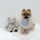 하루가다르개 이미지