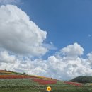 연봉카 | (현금 필수)홋카이도 시키사이노오카(사계채의 언덕) 아이와 가볼만한곳 솔직한 주차 팁과 후기