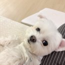 신당좋아요동물병원 | 전남대학교 동물병원 | 10살 강아지 건강검진 후기, 비용, 항목, 예약