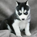 수원-1661 이미지