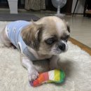 정자현대동물병원 네이버블로그