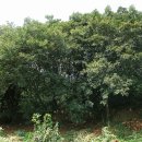 함평 기각리붉가시나무자생북한지 이미지