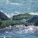 점박이 물범가족 이미지