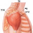 각개격파-삼각근 이미지