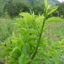 오월농장 이미지