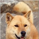 예