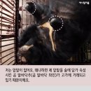 곰발바닥