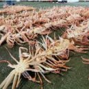 백암진미식당 | 2026년 울진대게축제 총정리, 후포항 대게 가격 폭탄 정보 당장 확인하세요