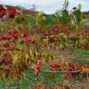 복용농장 이미지