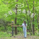 태백고원자연휴양림 | 태백 가볼만한곳 태백고원자연휴양림 캠핑장 트리하우스 예약 방법