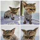 왔냥 또오개 이미지