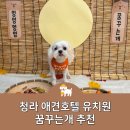 꿈꾸는개 이미지