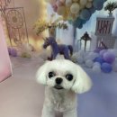 릴리줄리살롱 이미지