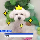 SM펫살롱 이미지