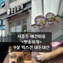 GS25충주원앙점 | 서충주 애견미용 <뽀송하개> 9살 믹스견
