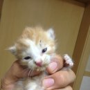 6-50 13.6.11노고산동신촌르메이르.고양이 이미지