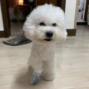 그루밍 하니 이미지