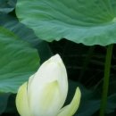 연꽃어린이공원 이미지