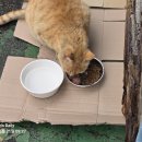 치즈 또 밥 먹으로 오다 이미지