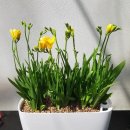 프리지아A 이미지