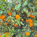 녹산농장 이미지