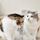 고양이 간식 트릿 추천, 캣디피 프레시트릿 치킨 급여해본 진짜 후기