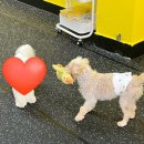 살랑살랑하개 이미지