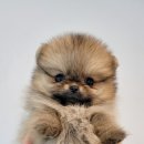 행복을줄개 이미지