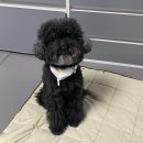 넷헌터 | 강아지 산책 매트 추천 | 베스킨라빈스 헌터 콜라보 패딩 블랭킷 담요 실물 후기