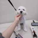 힐스 펫살롱 이미지