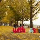 은행나무길 이미지